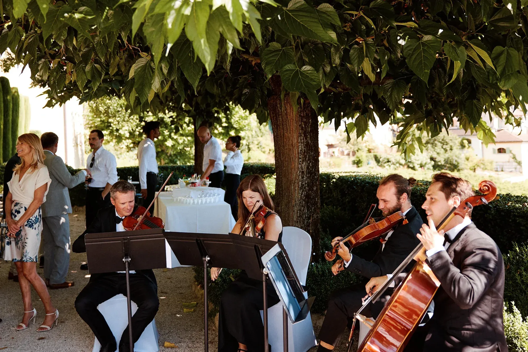 Un quatuor à cordes joue sous un arbre pendant un cocktail en plein air