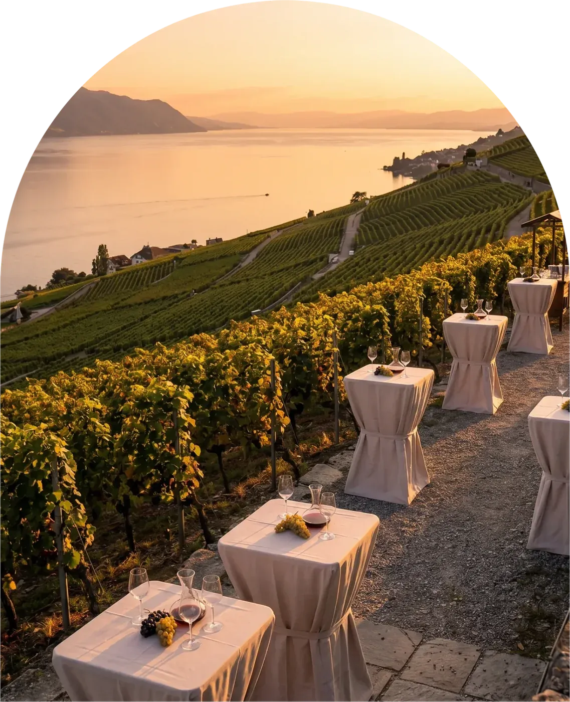 Vignoble en terrasses au coucher du soleil